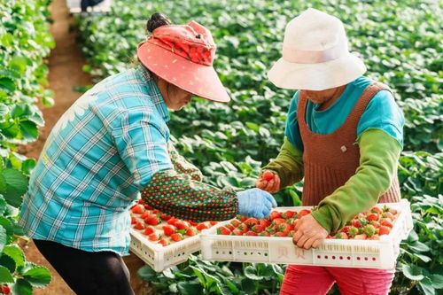 農業品牌保護,如何有力且高效