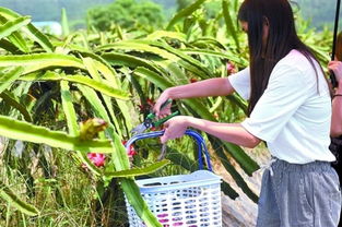 現有農產品銷售渠道的基本模式有哪些