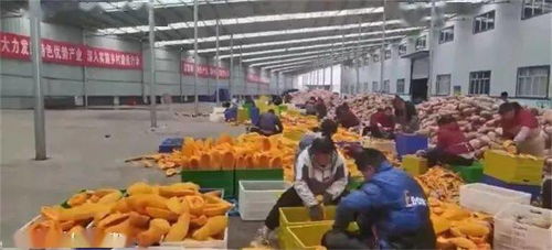 貴州畢節農產品走出國門 織金南瓜海外受熱捧