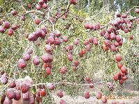 綠色無(wú)公害大米價(jià)格 型號(hào) 圖片