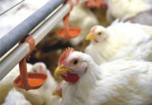 雙匯白羽雞市場行情分析：肉雞與禽蛋價(jià)格走勢解讀